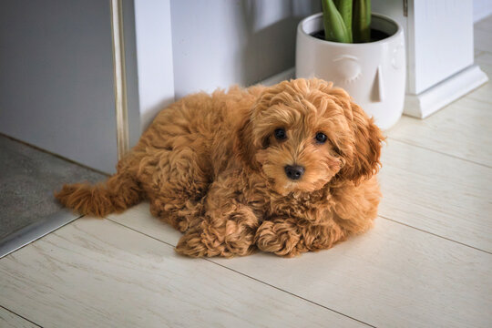 Maltipoo puppy lying on wooden floor at home
