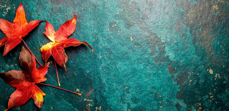 Fall red leaves on blue background. Top view