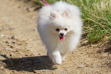 Fluffy miniature Pomeranian Spitz walking on a country path   Puszysty miniaturowy Pomeranian Szpic spacerujący po wiejskiej ścieżce © Adrian White