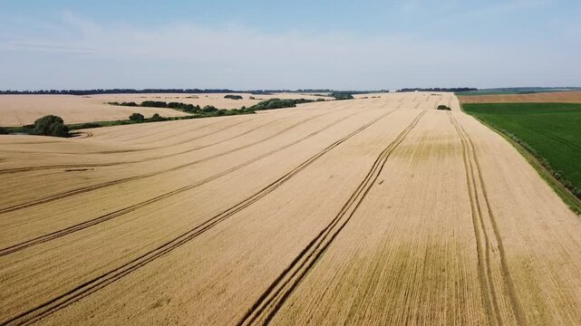 Aerial 60fps flight over golden wheat field bordering green crops