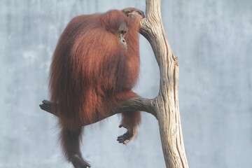 A rear view of an orangutan sitting on a tree branch while observing its surroundings © Pitokung