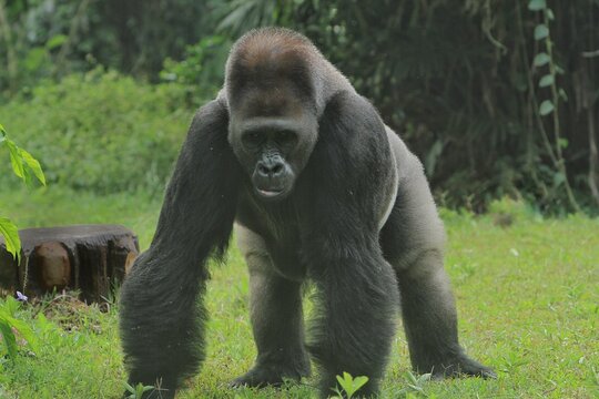A silverback gorilla stares ahead from the grass in a quadrupedal stance