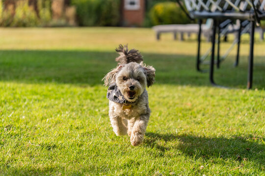 little grey and white dog running towards the camera on green lawn with house in background