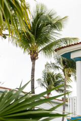 Tropical palm trees growing by resort building architecture © Agustin