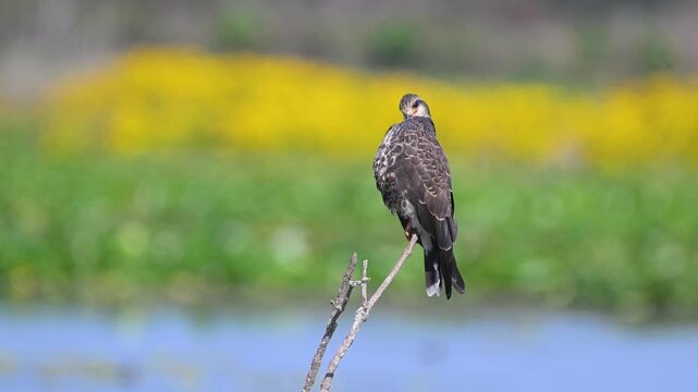Female Snail Kite perched in a marsh with Burr Marigolds in the background. 