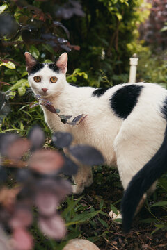 White cat with black spots in lush garden