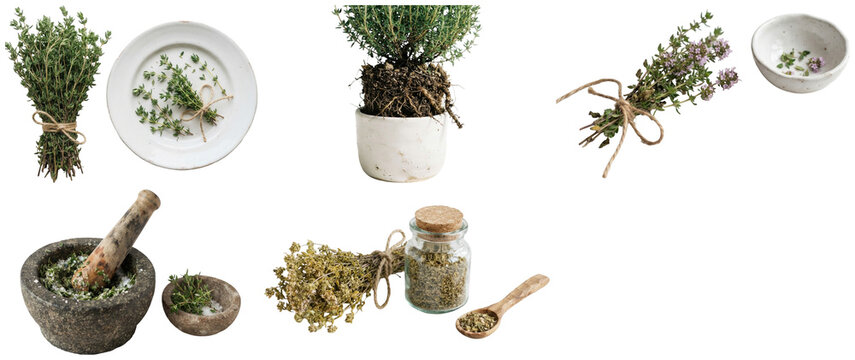 A collection of fresh, dried, and potted thyme arrangements with culinary and botanical styling on white.