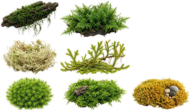 A collection of assorted moss varieties featuring different textures, shapes, and green tones.
