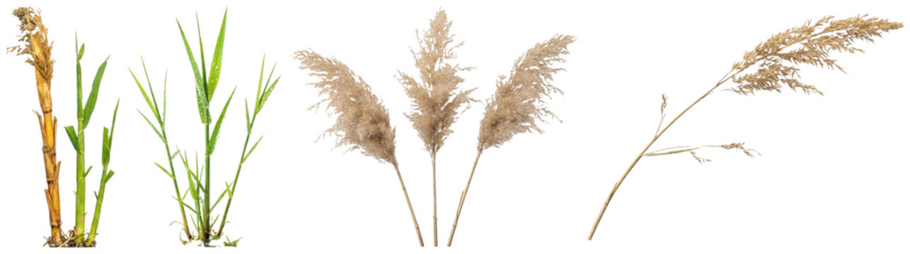 A collection of reed grass stems, plumes, roots, wreaths, and bouquet arrangements in natural green and straw tones.
