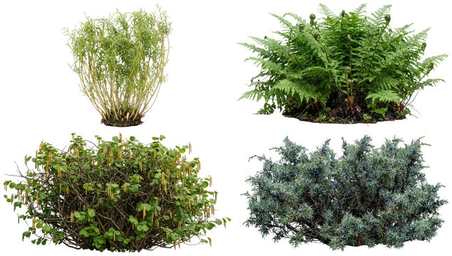 A collection of dense wild thicket and shrub plants including brambles, reeds, ferns, and coastal and woodland growth.