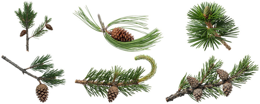 A collection of pine branches, cones, seedlings, and evergreen pine details in varied botanical forms.