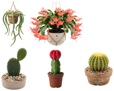 A diverse collection of potted cacti and succulent varieties isolated on white with natural textures and flowers.