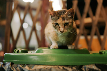 Calico cat sitting on green plastic container © Nori