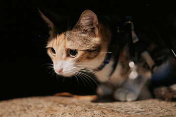 Calico cat looking sideways in dark room © Nori