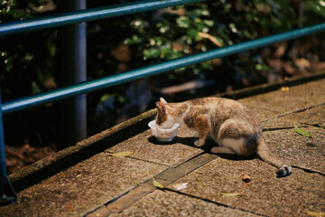 Tabby cat eating from white bowl on stone walkway © Nori