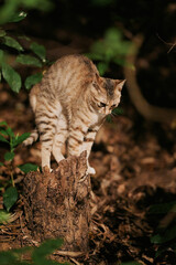 Tabby cat standing on tree stump in forest © Nori