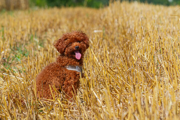 Poodle sitting in a harvested field on a sunny summer day   Pudel siedzący na skoszonym polu w letni, słoneczny dzień © Adrian White