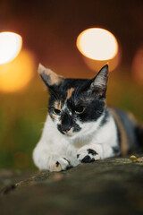 Calico cat lying on rock at sunset © Nori