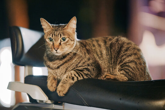 Tabby cat resting on black motorcycle seat