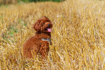 Poodle sitting in a harvested field on a sunny summer day   Pudel siedzący na skoszonym polu w letni, słoneczny  dzień © Adrian White