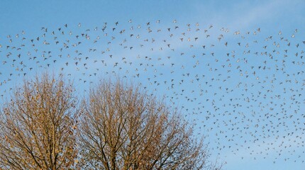 Obraz premium Large flock of Brambling birds flies in blue sky above autumn trees. Huge swarm of wild finches travels together in migration pattern. Many small creatures move quickly over leafless forest branches.