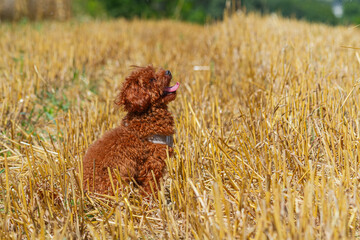 Poodle sitting in a harvested field on a sunny summer day   Pudel siedzący na skoszonym polu w letni, słoneczny dzień © Adrian White