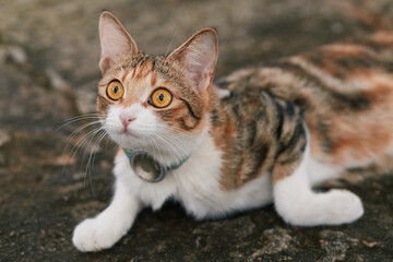 Tabby cat with collar looking up outdoors © Nori