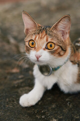 Tabby kitten wearing collar looking up outdoors © Nori