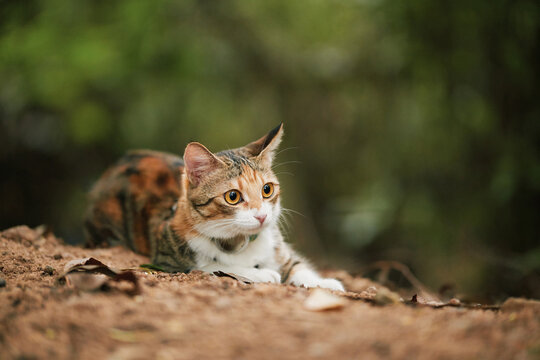Calico cat sitting on dirt ground in garden