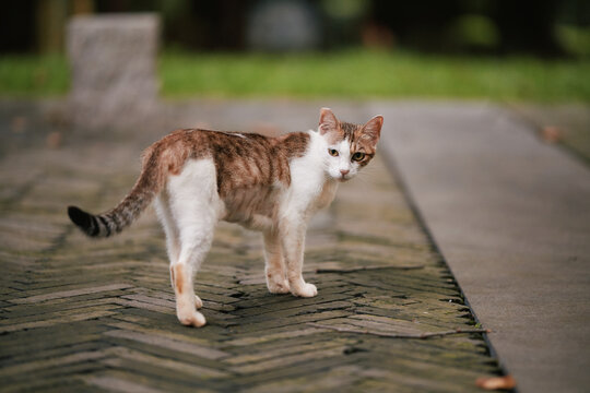 Calico cat walking on stone pavement