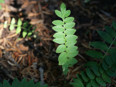 Sunlit Jacob's Ladder (Polemonium pulcherrimum) Leaves in a Rocky Mountain Forest