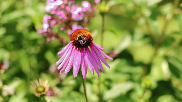 4K Slow motion video of a fluffy bumblebee pollinating a pink echinacea flower. Close up shot of a purple coneflower in a sunny summer garden with a tiny flying insect blurred in the background.