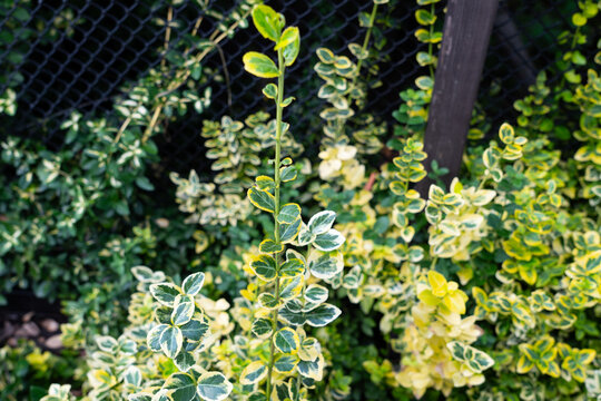 Variegated Euonymus shrub with green and white foliage, ornamental evergreen plant used for landscaping and garden design