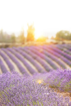 Sunset over a summer lavender field. Landscape with rows of lavender
