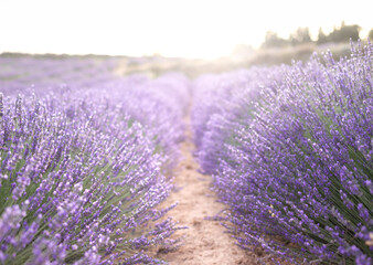 Obraz premium Sunset over a summer lavender field. Landscape with rows of lavender