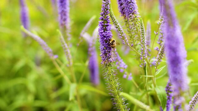 4K Slow motion video of a fluffy bumblebee sitting and collecting pollen on a purple veronica flower. Close up macro shot of a busy wild insect on a speedwell blossom in a sunny summer garden.