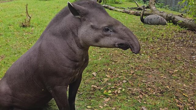 Close up of a gray tapir sitting around a meadow on a cloudy day