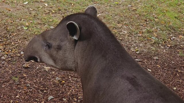 Close up of a gray tapir standing around a meadow on a cloudy day