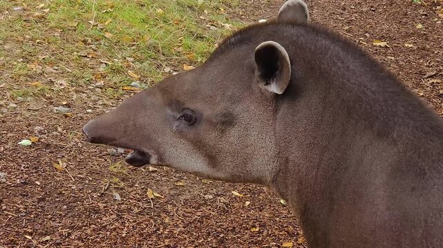 Close up of a gray tapir standing around a meadow on a cloudy day