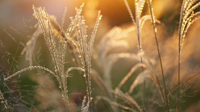 夕陽の逆光に照らされるススキの穂