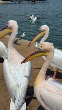 Great white pelicans at the Walvis Bay waterfront in Namibia.	