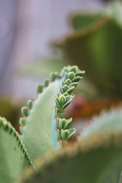 Las plantas son seres extraordinarios