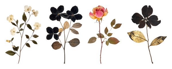 Fototapeta premium PNG Vintage botanical floral illustration on transparent background
