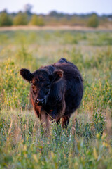 Young black galloway calf standing in tall meadow grass © Piotr