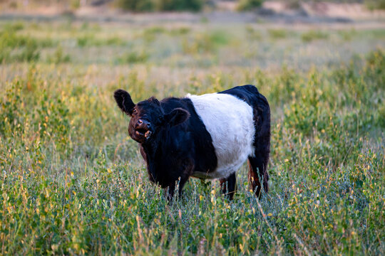 Belted galloway cow bellowing in a summer wildflower meadow