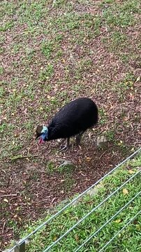Large adult southern cassowary with bright blue neck, red wattles and distinctive casque walking on leaf litter and grass near a fence. Impressive flightless bird in a zoo or wildlife park setting.