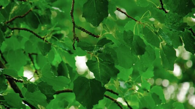 Close-up of rain-soaked aspen leaves gently swaying as large water drops fall in soft natural light. Slow camera movement along wet fresh foliage with raindrops. Peaceful atmospheric nature background