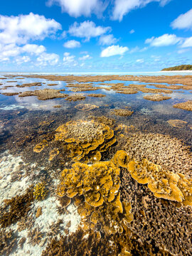 Pristine coral reef beneath crystal clear tidal water with cloud reflections at Heron Island, Queensland, Australia.