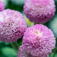 Naklejka premium Beautiful flower