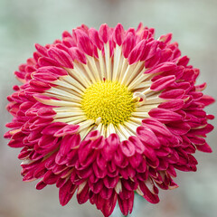 Naklejka premium Beautiful flower